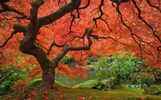 PortlandJapaneseGarden1920x120010-22-2012 2_48_41 PM Bing Desktop